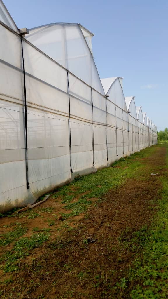 the greenhouse site